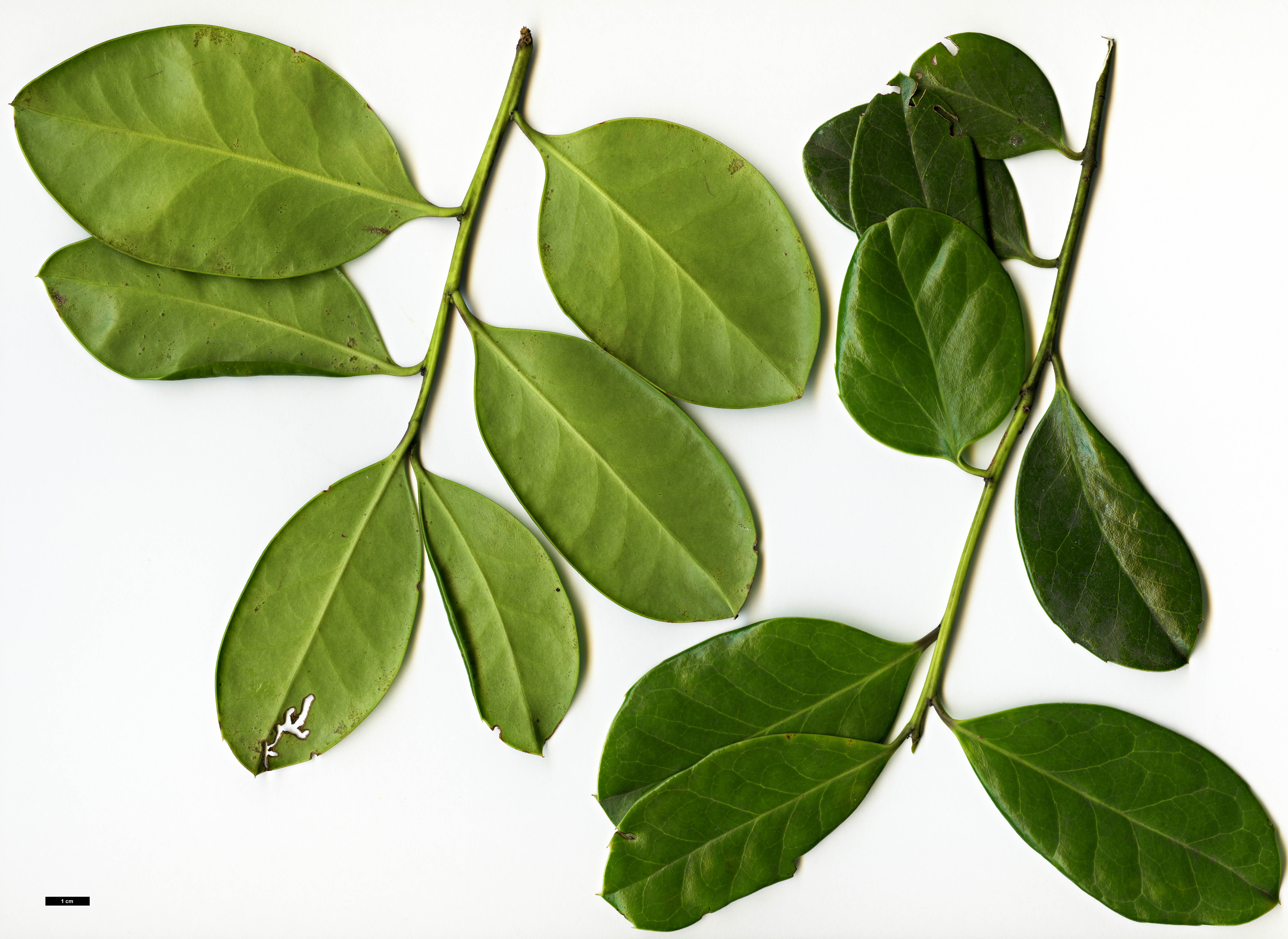 High resolution image: Family: Aquifoliaceae - Genus: Ilex - Taxon: perado - SpeciesSub: subsp. perado